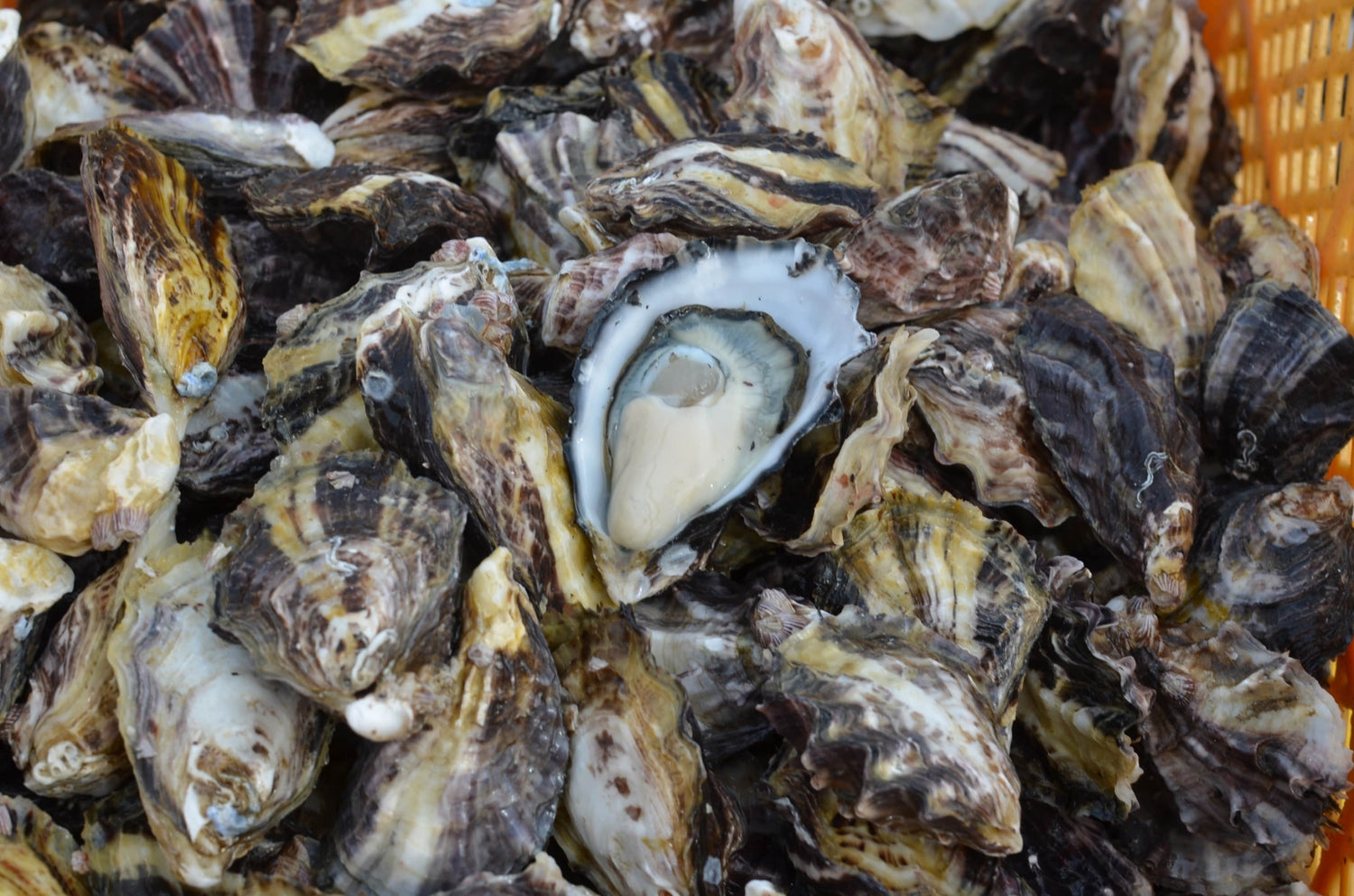 佐伯市大入島産 真牡蠣