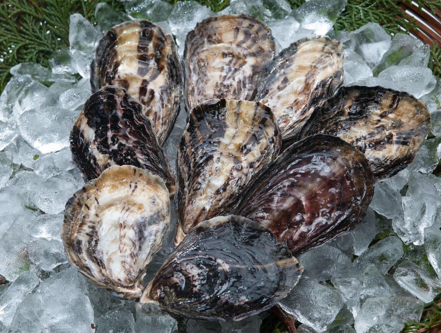 大入島オイスター   生食用真牡蠣